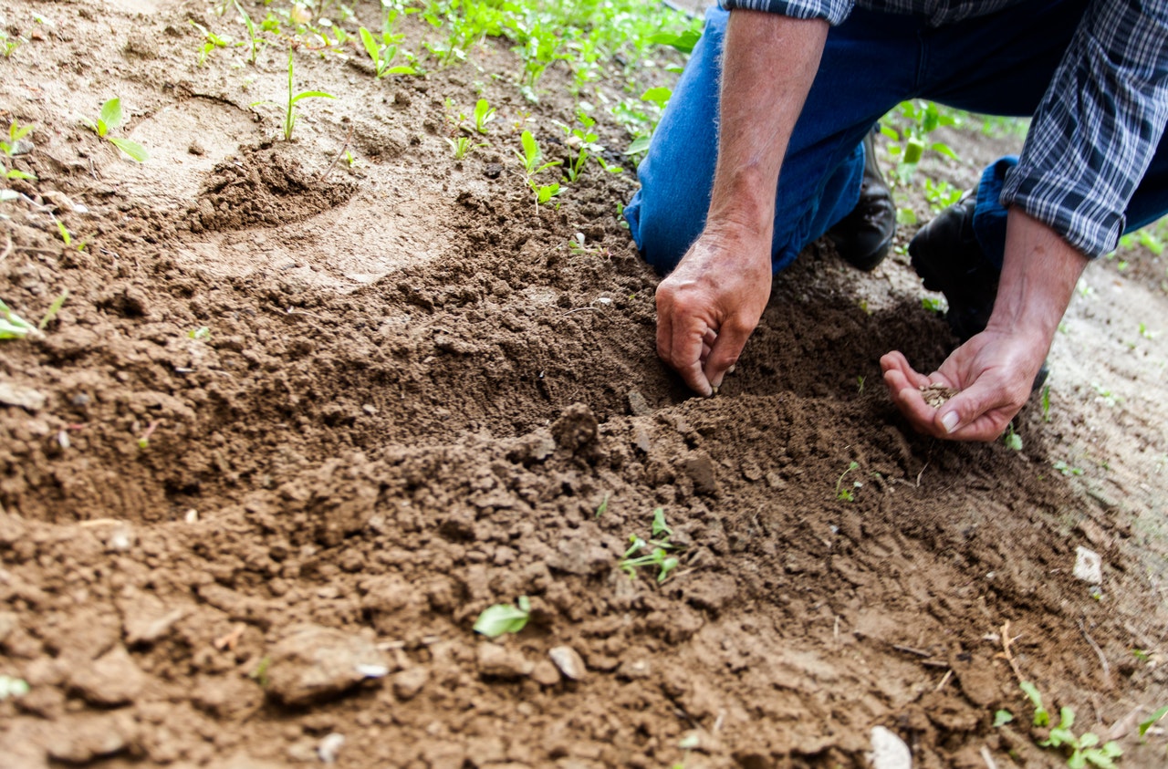 Mon potager pour bien manger Mon-potager-pour-bien-manger
