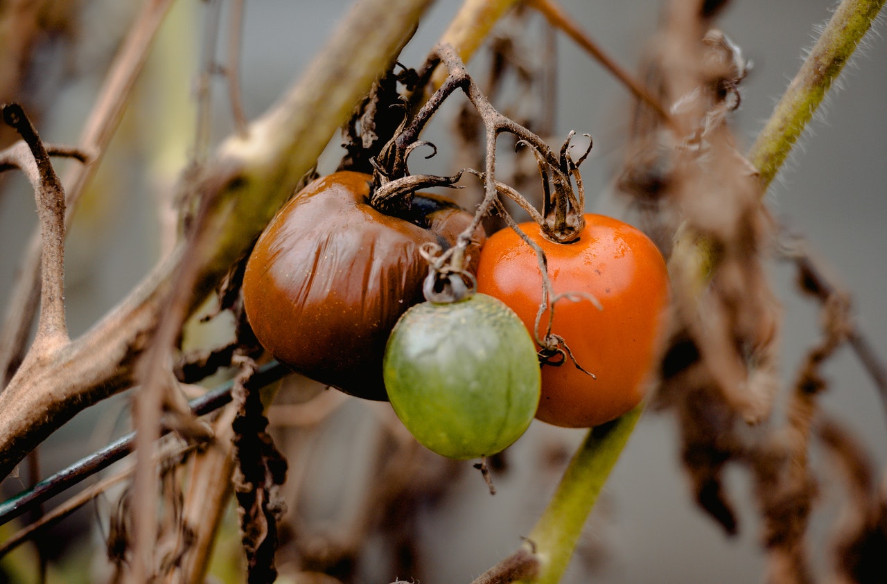 Comment protéger son potager en cas de canicule ? canicule potager