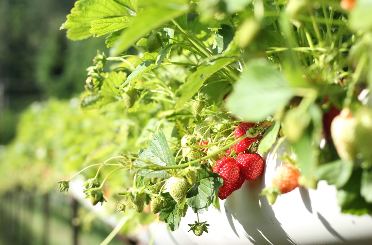 Quelle exposition pour le potager ? exposition potager