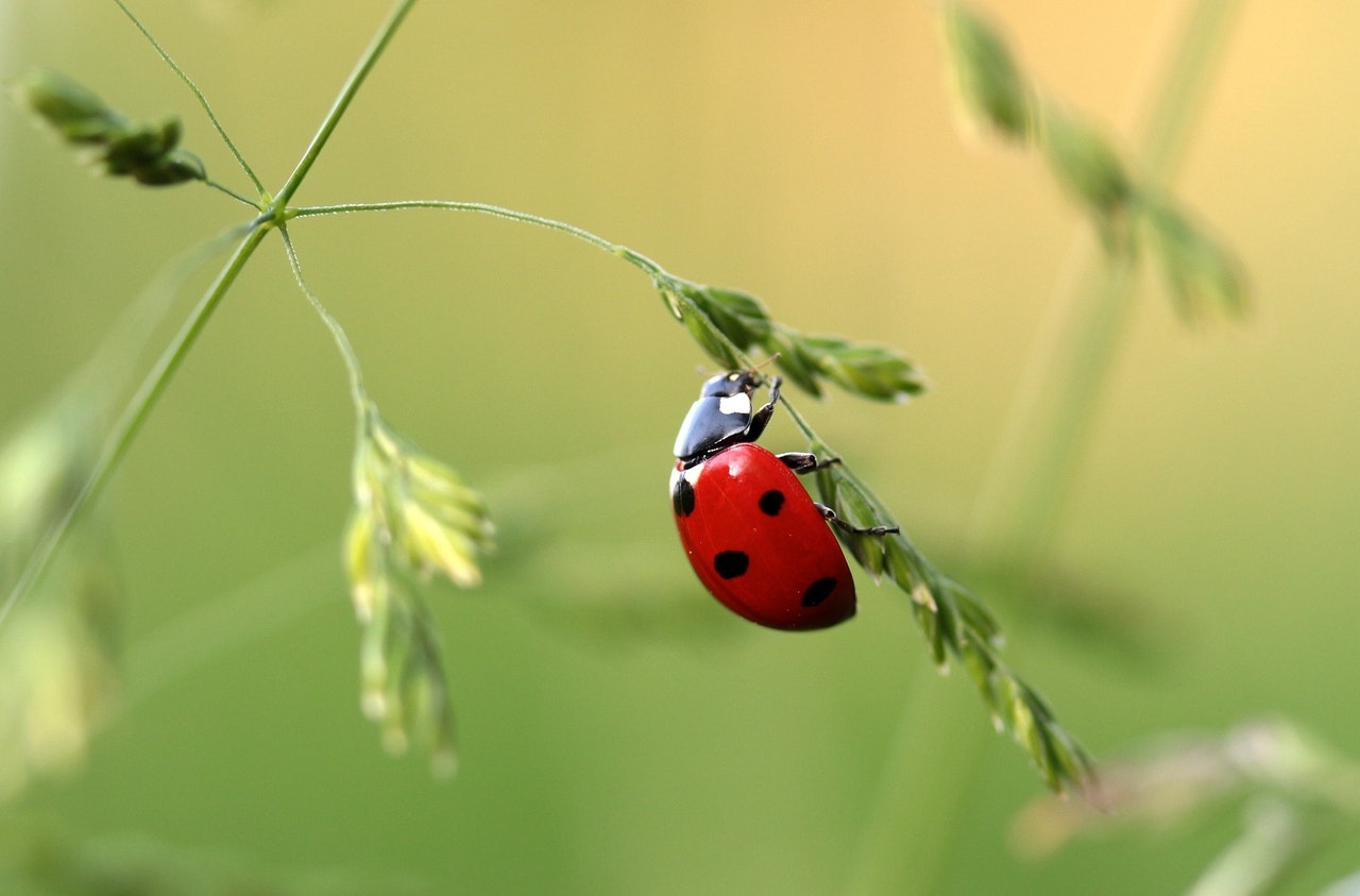 La coccinelle : un prédateur naturel du puceron coccinelle : prédateur du puceron