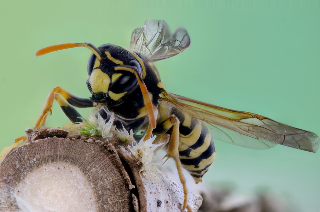 Astuces et produits naturels anti-guêpe guepe